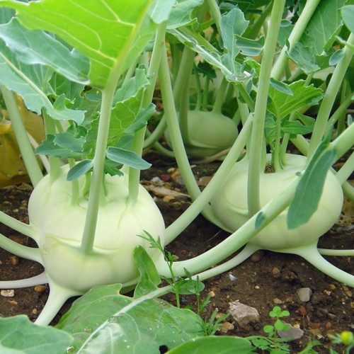 Tacirdepoticaret Doğal Yeşil Kohlrabi(Alabaş) Tohumu (20 Tohum)
