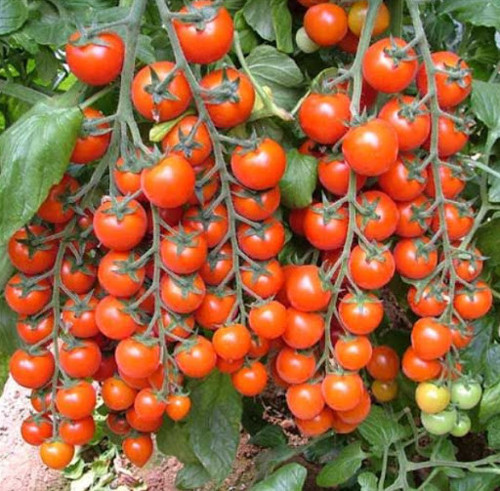 Misket Cherry Domates Tohumu 20 Adet + Yetiştirme Saksısı + Torf