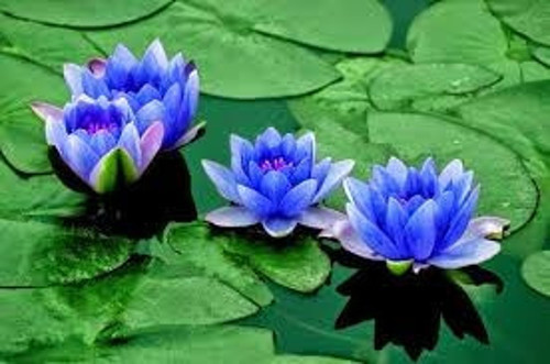 5 'Li Tohum Nadir Bulunan Mavi Lotus Çiçeği Tohumu Lotus Su Çiçeği Tohumu Nilüfer Çiçeği Tohumu