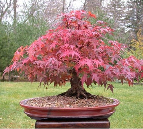 Murat Tohum Bodur Bonsai Flamingo Ağacı Tohumu Seti 5 Tohum