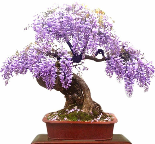 Murat Tohum Bodur Bonsai Flamingo Ağacı Tohumu Seti 5 Tohum