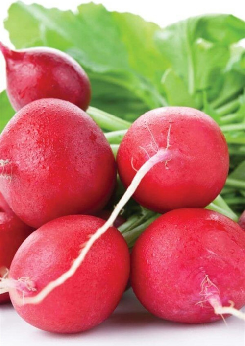 Kırmızı Iri Turp Tohumu