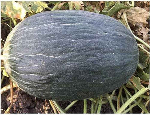 Murat Tohumculuk Süper Paket Hasanbey Siyah Kışlık Kavun Tohumu 250 Adet Tohum