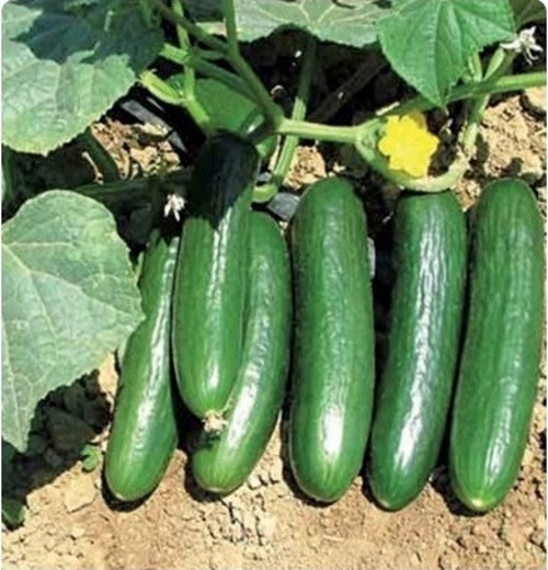 Hıyar Tohumu Salatalık Çengelköy - 10 G (~ 200 Tohum)