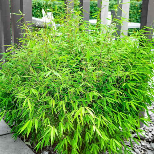 Murattohum Saksılık Mor Bambu Ağacı Tohumu5Lı