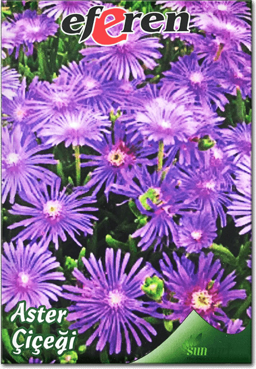 Aster Çiçeği Tohumu