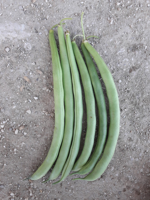 Fasulye Tohumu Amerikan - 50 G (~ 150 Tohum)