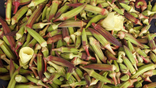 Bamya Kınalı - 25Gr (~ 250 Tohum)