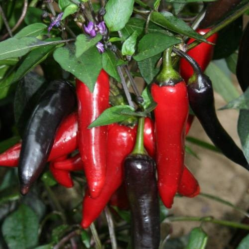 50 Tohum Acı Samandağ Biberi Tohumu Yeni Sezon