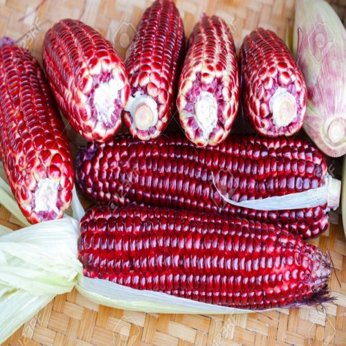 İdeasepet Naturel Kırmızı Ruby Mısır Tohumu (10 Tohum)
