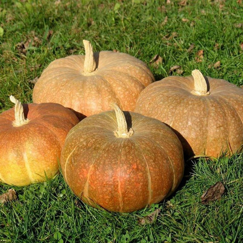 Strawberry Crown Kışlık Kabak Tohumu Winter Squash