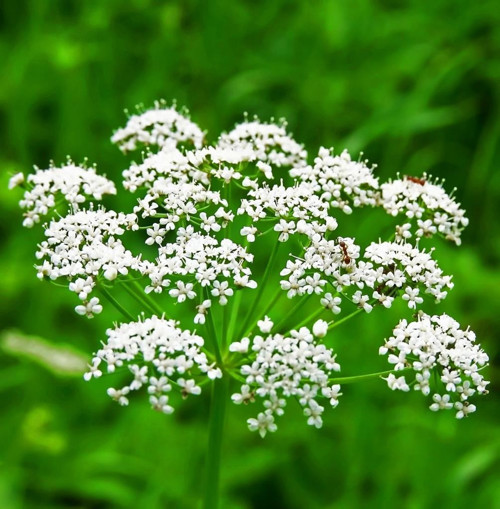 İdeasepet Naturel Anason Tohumu (100 Tohum)