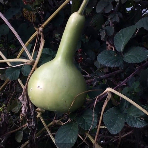 Doğal Calabash Süs Su Kabağı Tohum 5 Tohum