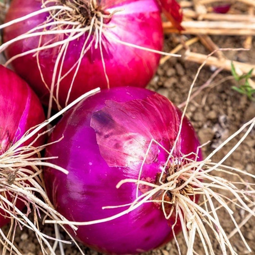 Doğal Red Grano Soğan Tohum 50 Tohum