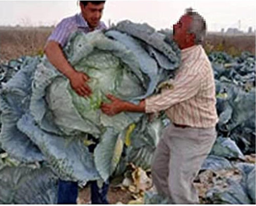 Agrodal Tarim Ata Tohumu Yerli Meşhur Elbistan Lahanası 1 Gr Yaklaşık 200 Tohum