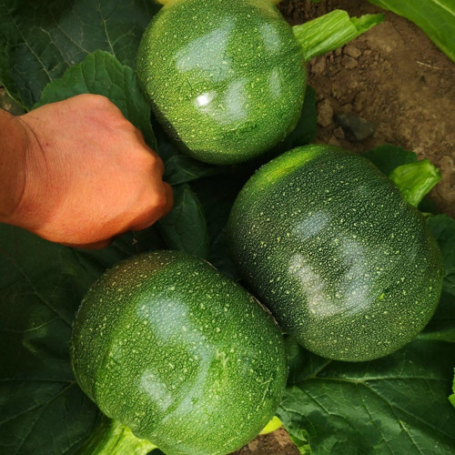 Yazlık Dolmalık Topak Kabak Tohum 10 Tohum