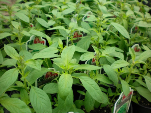 İdeasepet Naturel Limon Esanslı Fesleğen Tohumu (100 Tohum)