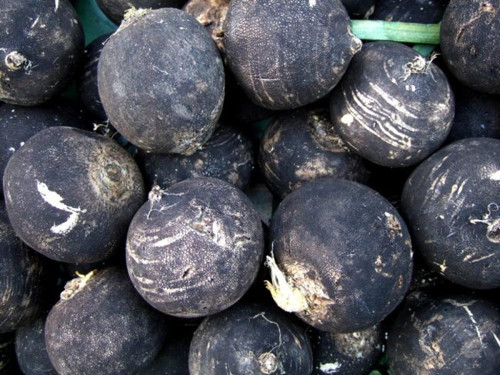 Doğal Black Prince Turp Tohumu(30 Tohum)