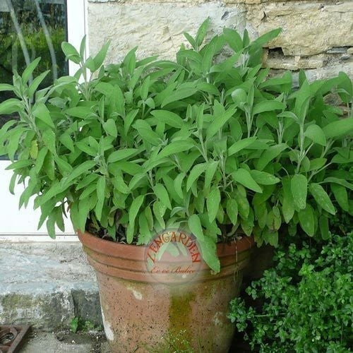 Bahçe Adaçayı Tohumu Şifalı Aromatik Salvia Officinalis
