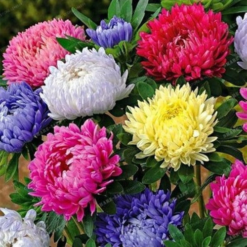 15 Adet Aster Çiçeği Tohumu Çiçek Tohumu Aster Saksı Toprak