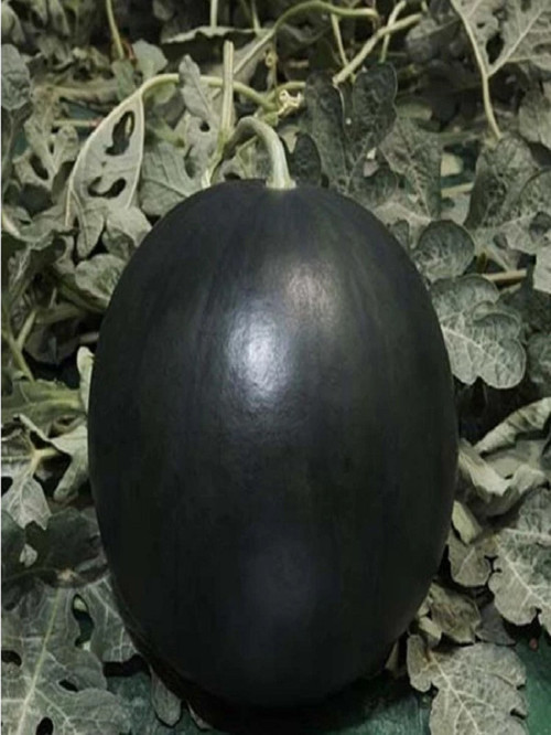 Siyah Karpuz Tohumu