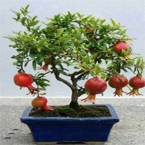 Murat Tohum Bodur Bonsai Nar Ağacı Tohumu 5 Adet Tohum