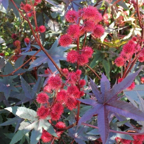 Gibsonii Kene Castor Bean Çiçeği 5 Tohum