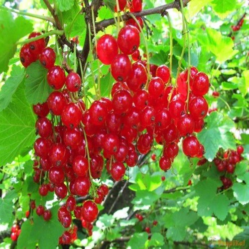 İdeasepet Naturel Red Frenk Üzümü Tohumu (10 Tohum )