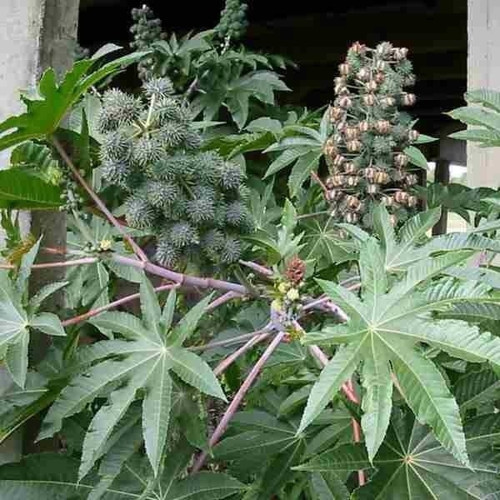Kırmızı Kene Castor Bean Çiçeği 5 Tohum