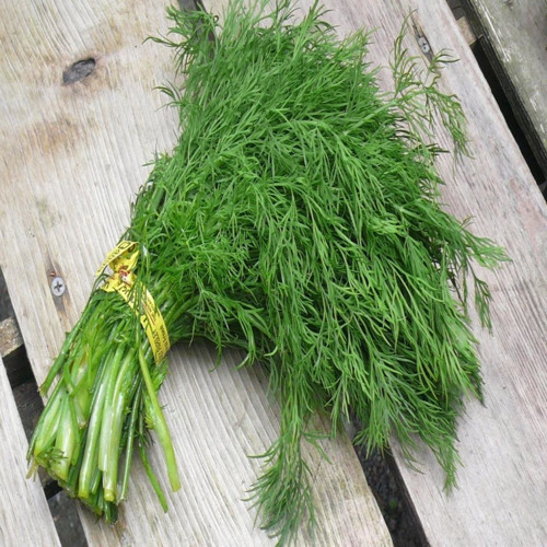 İdeasepet Naturel Dere Otu Tohumu (90 Tohum)