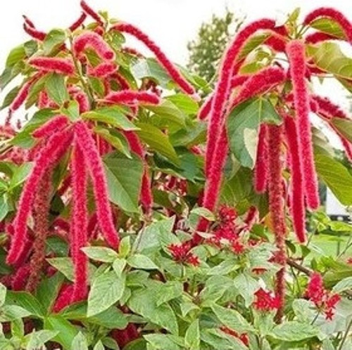5 Adet Tohum Nadir Tilki Kuyruğu Çiçeği Tohumu Saksı Toprak