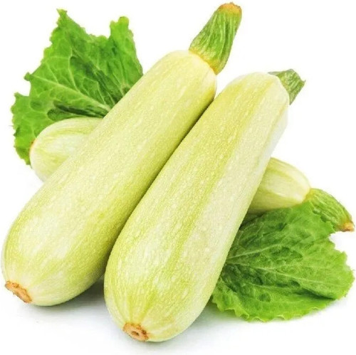 Kolsuz Sakız Kabağı Kabak Tohumu Cucurbita Pepo