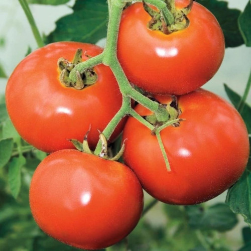 İdeasepet Natural Doğal Manitabo Domates Tohumu (20 Tohum)