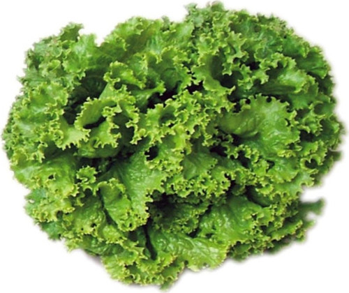 İdeasepet Naturel Şamba Kıvırcık Marul Tohumu (1200 Tohum)