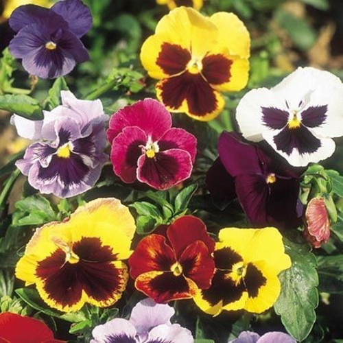 Karışık Renkli Dev Menekşe(Viola) Çiçeği Tohumu(50 Tohum)