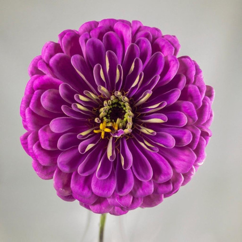 Dahlia Çiçekli Lavender Zinya Çiçeği 40 Tohum
