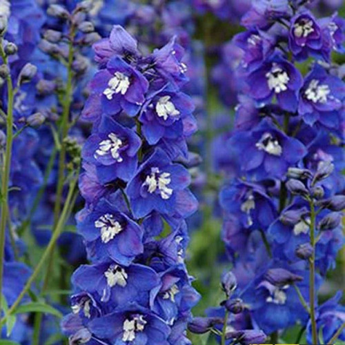 Blue Spike Delphinium Hezaren Çiçeği 50 Tohum