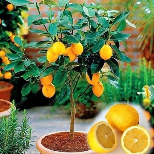 10 Adet Tohum Bodur Bonsai Limon Ağacı Tohumu Italyan Limonseti Saksıtoprak