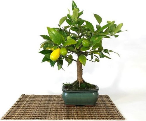 Bodur Hint Limonu Bonzai Ağacı Ekim Seti 3Lü Saksı Toprak Kombin