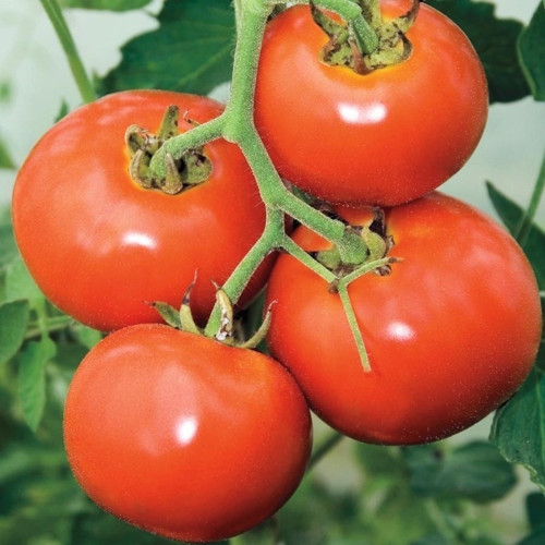 Doğal Manitabo Domates Tohumu(20 Tohum)