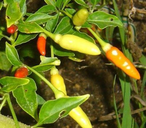 Doğal Tabasco Acı Biber Tohumu(20 Tohum)