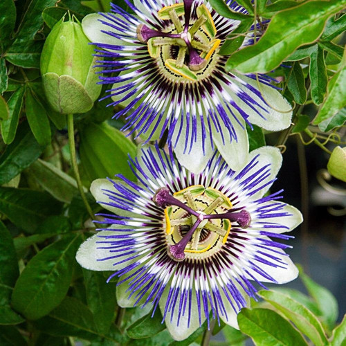 Murat Tohum Passiflora Çiçeği Tohumu (Çarkıfelek) 3 Adet Tohum