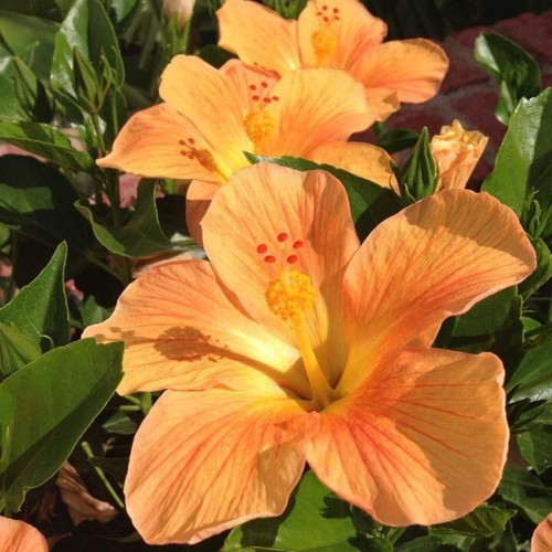 Tropaeolum Single Apricot Latin Çiçeği 10 Tohum