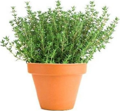 Aromatik Dağ Kekiği Tohumu 25'Li