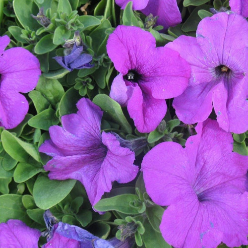 Purple Petunya Çiçeği 100 Tohum