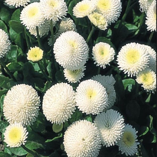 Bellis Perennis Beyaz Ponpon Ingiliz Çayır Papatyası Çiçeği Tohumu(100 Tohum)
