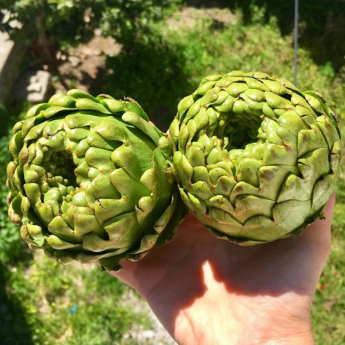 Yeşil Green Globe Enginar 15 Tohum