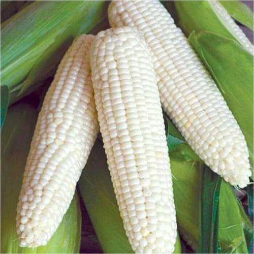 Nadir Waxy Corn Mumlu Beyaz Mısır Tohumu 3'Lü