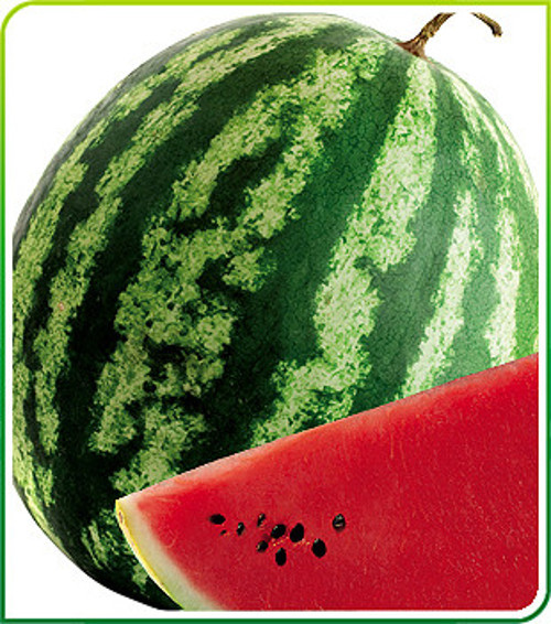10 Adet Tohum Karpuz Tohumu Crimson Sweet Karpuz Tohumu