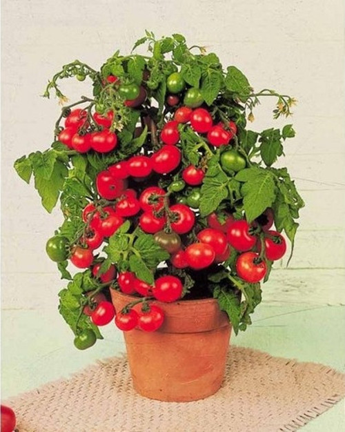 Cherry Domates Saksı + Toprak Seti 5’Li
